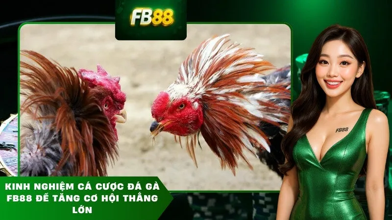 Kinh nghiệm cá cược đá gà FB88 để tăng cơ hội thắng lớn