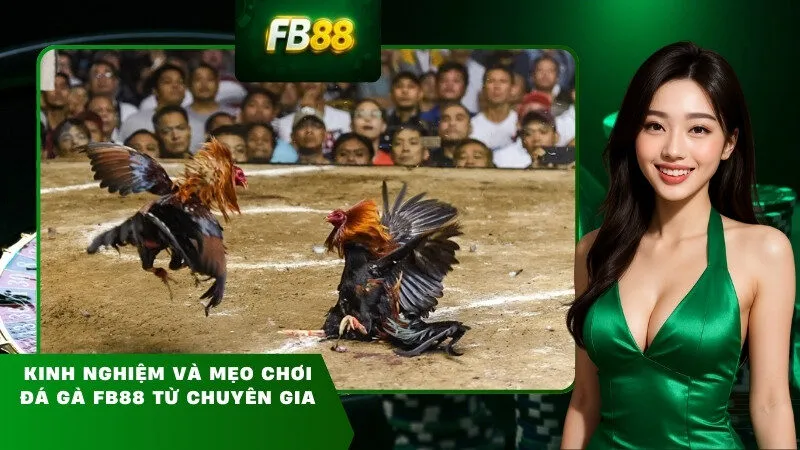 Kinh nghiệm và mẹo chơi đá gà FB88 từ chuyên gia