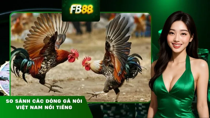 So sánh các dòng gà nòi Việt Nam nổi tiếng