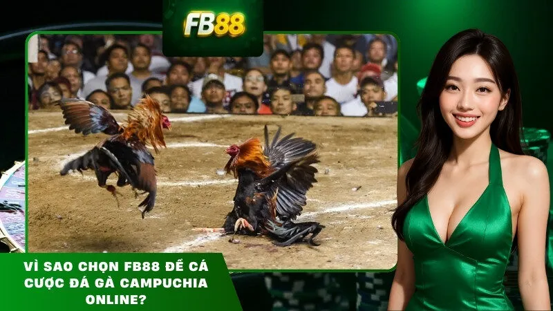 Vì Sao Chọn FB88 Để Cá Cược Đá Gà Campuchia Online?